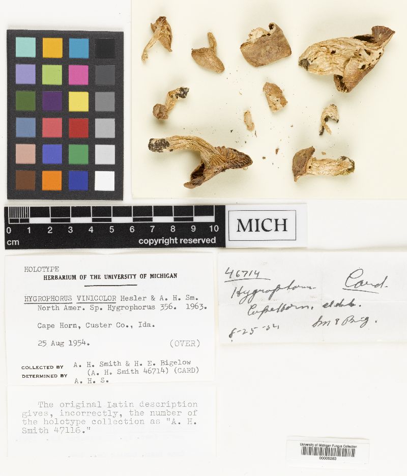 Hygrophorus vinicolor image