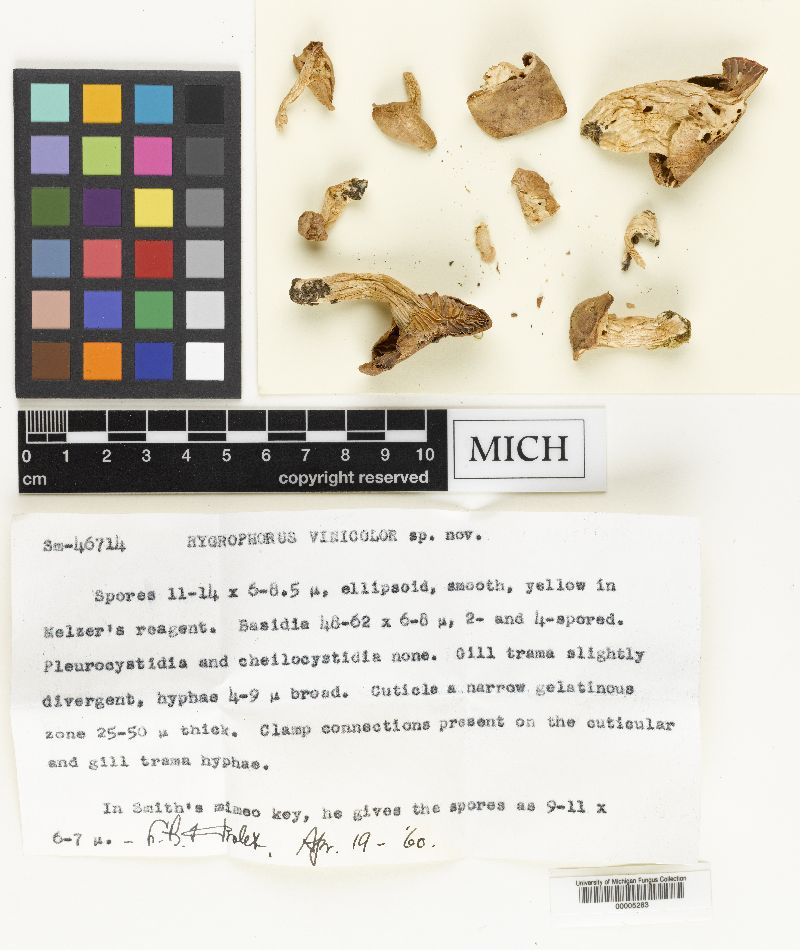 Hygrophorus vinicolor image
