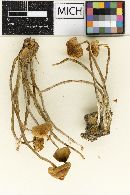 Hypholoma dispersum var. idahoense image