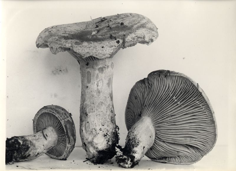 Lactarius cascadensis image