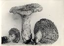 Lactarius cascadensis image