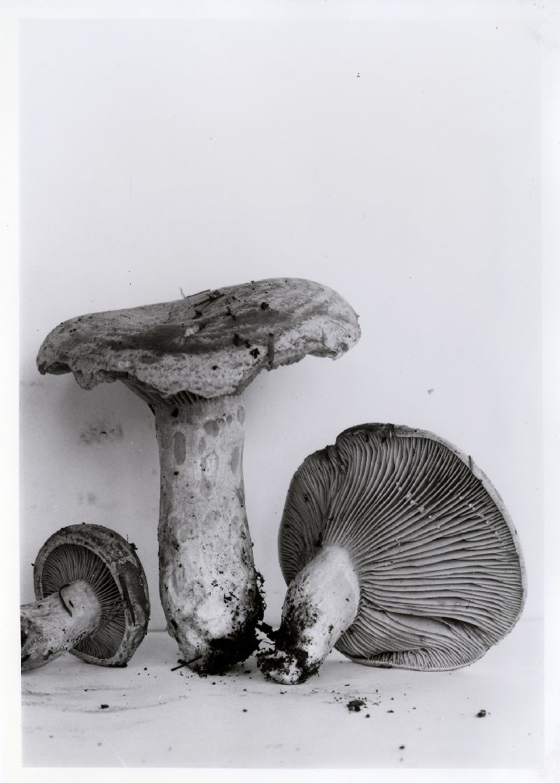 Lactarius cascadensis image
