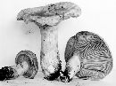 Lactarius cascadensis image