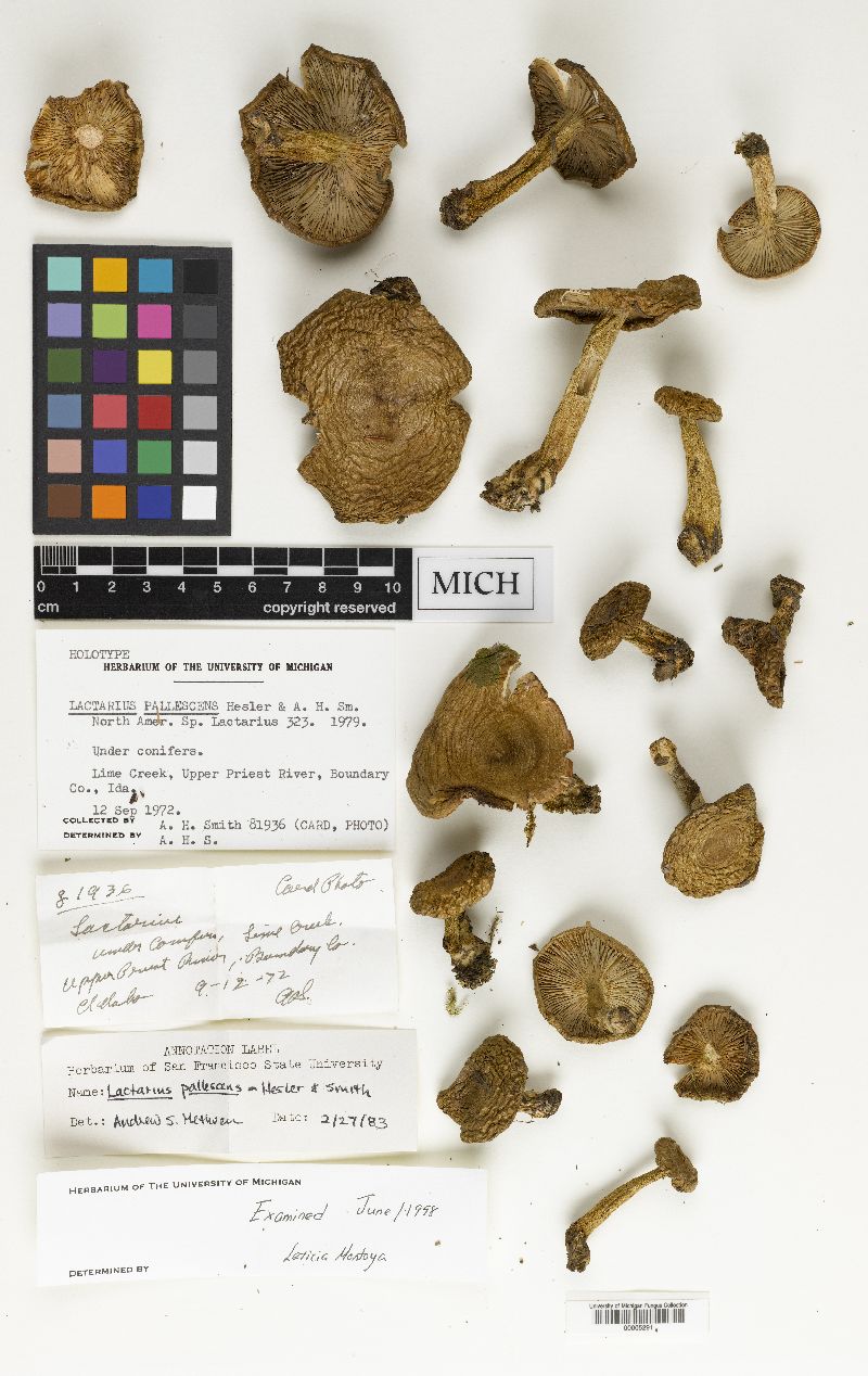 Lactarius pallescens image