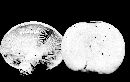 Lactarius pallescens image