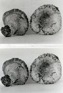 Lactarius payettensis image