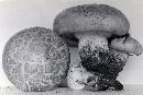 Lentinus ponderosus image