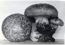 Lentinus ponderosus image