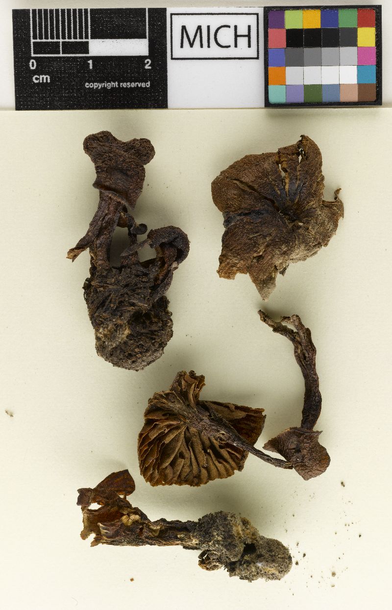 Lyophyllum fistulosum image