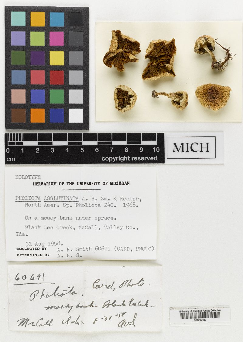 Pholiota agglutinata image
