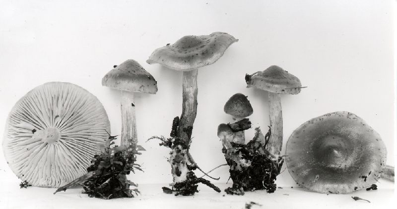 Pholiota aurantioflava image