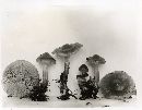 Pholiota aurantioflava image