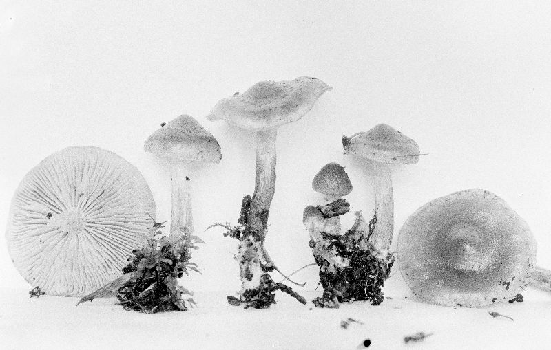 Pholiota aurantioflava image