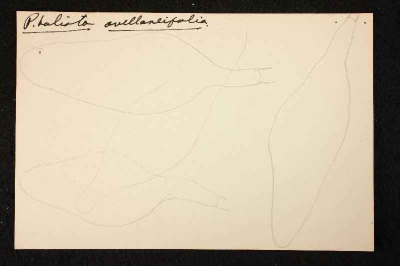 Pholiota avellaneifolia image