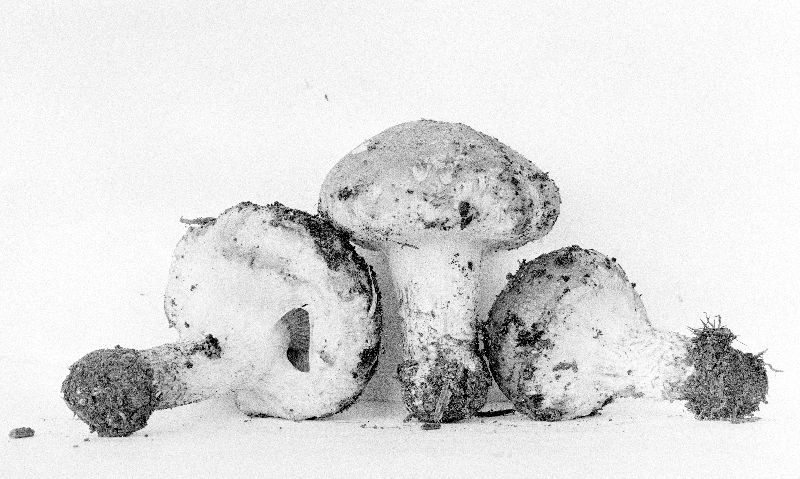 Pholiota avellaneifolia image