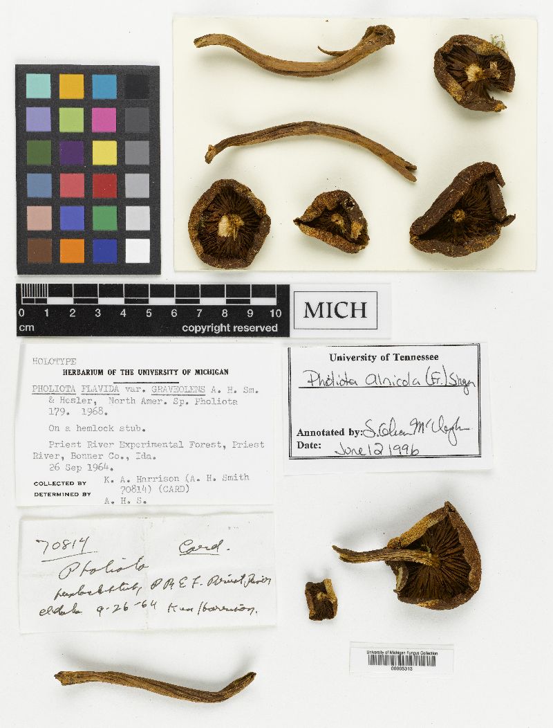 Pholiota flavida var. graveolens image