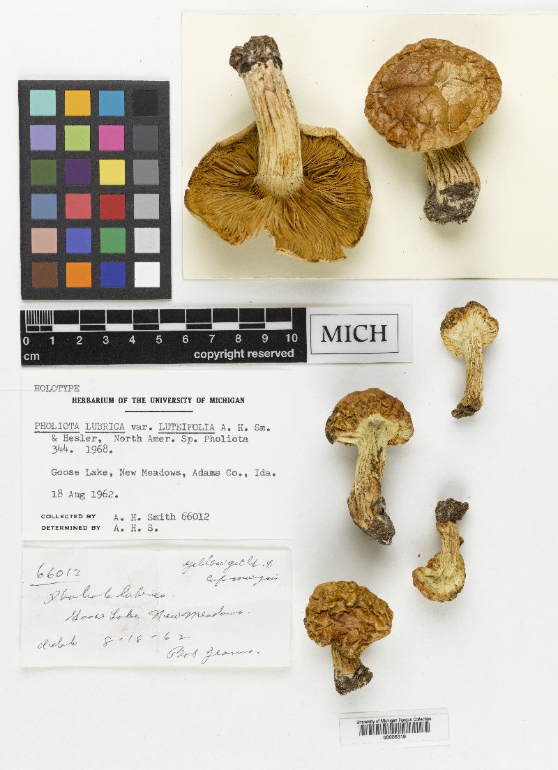 Pholiota lubrica var. luteifolia image