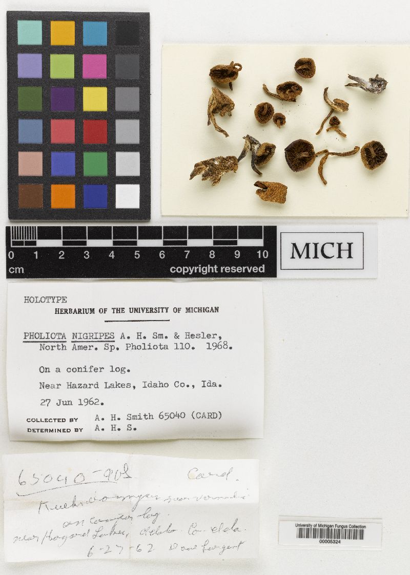 Pholiota nigripes image