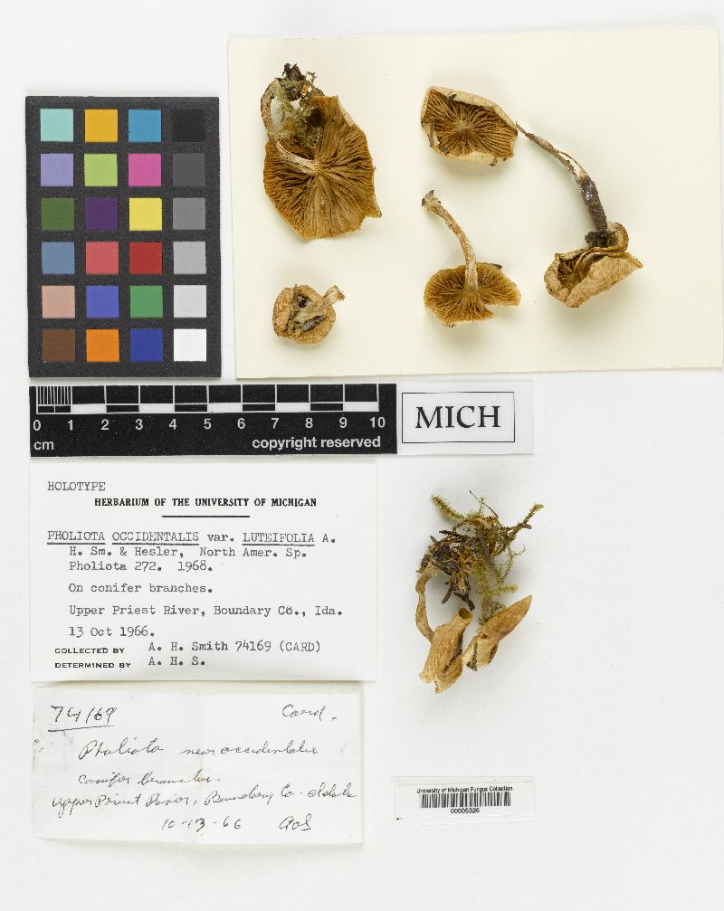 Pholiota occidentalis var. luteifolia image