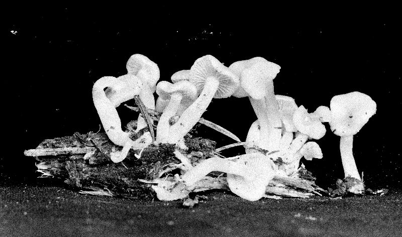 Pholiota pallida image