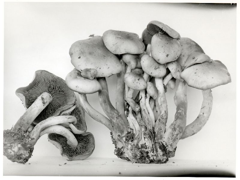 Pholiota malicola image
