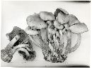 Pholiota malicola image