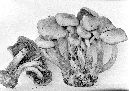 Pholiota malicola image