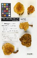 Pholiota hiemalis image