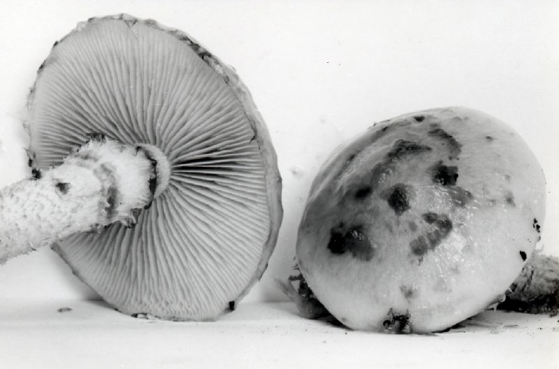 Pholiota hiemalis image