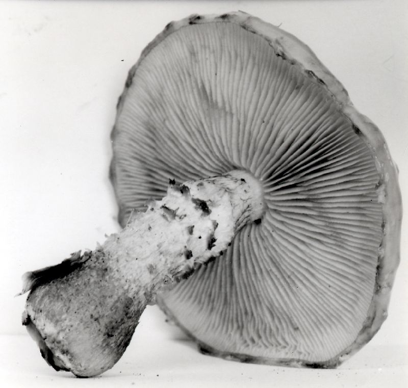 Pholiota hiemalis image