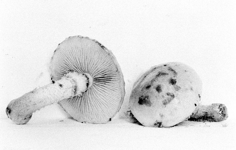 Pholiota hiemalis image