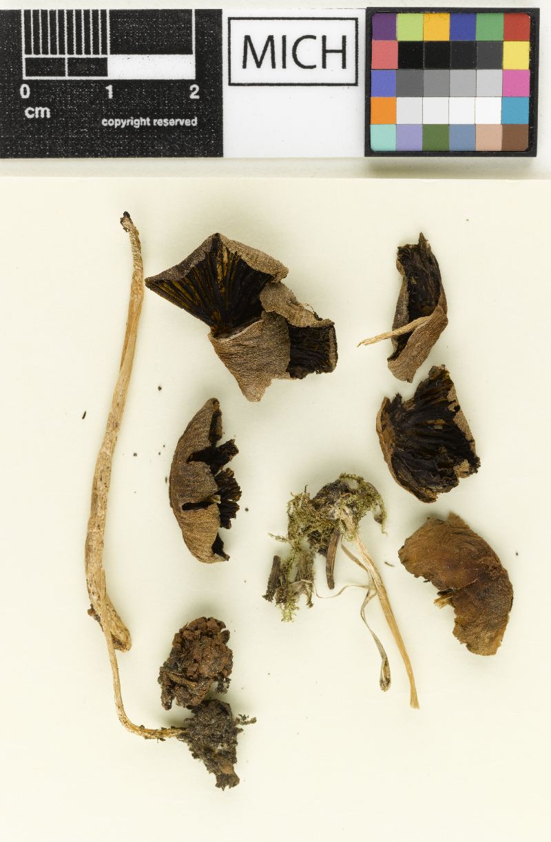 Psathyrella abieticola image