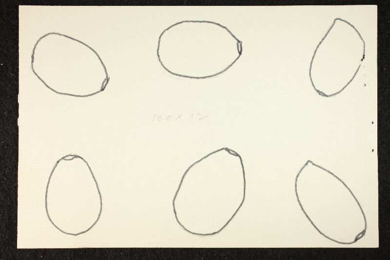 Psathyrella abieticola image