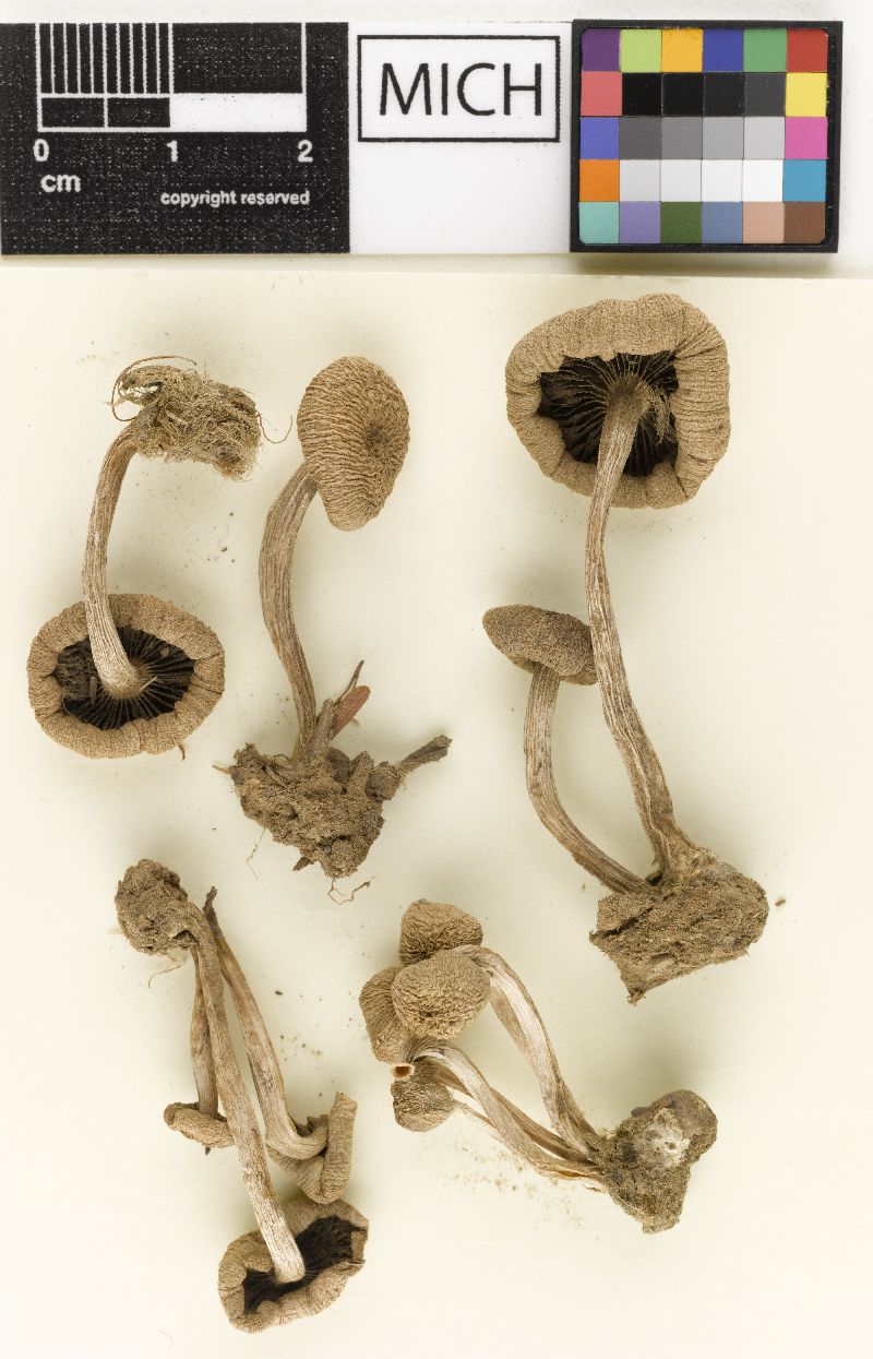 Psathyrella acuticystis image