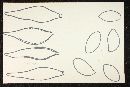 Psathyrella acuticystis image