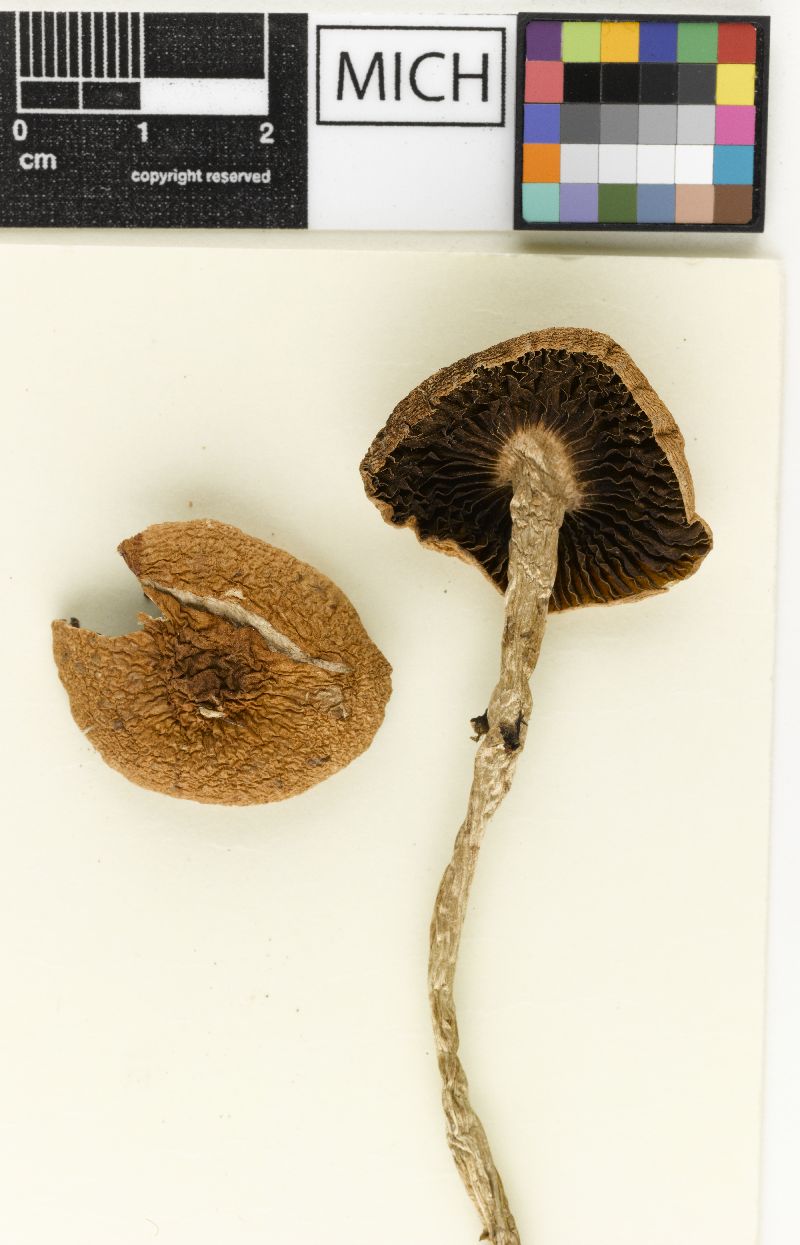 Psathyrella annulata image