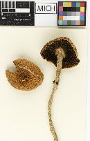 Psathyrella annulata image