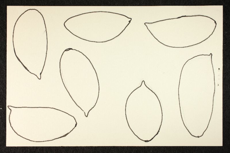 Psathyrella annulata image