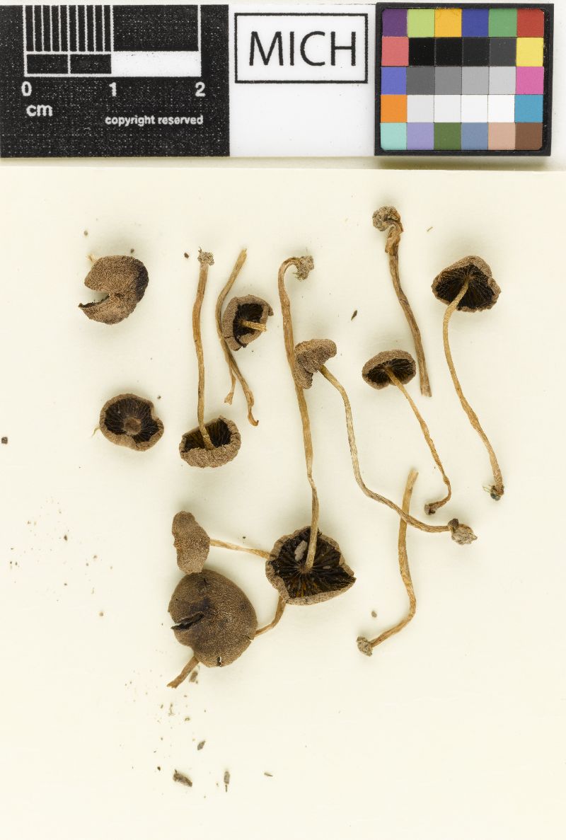 Psathyrella communis image