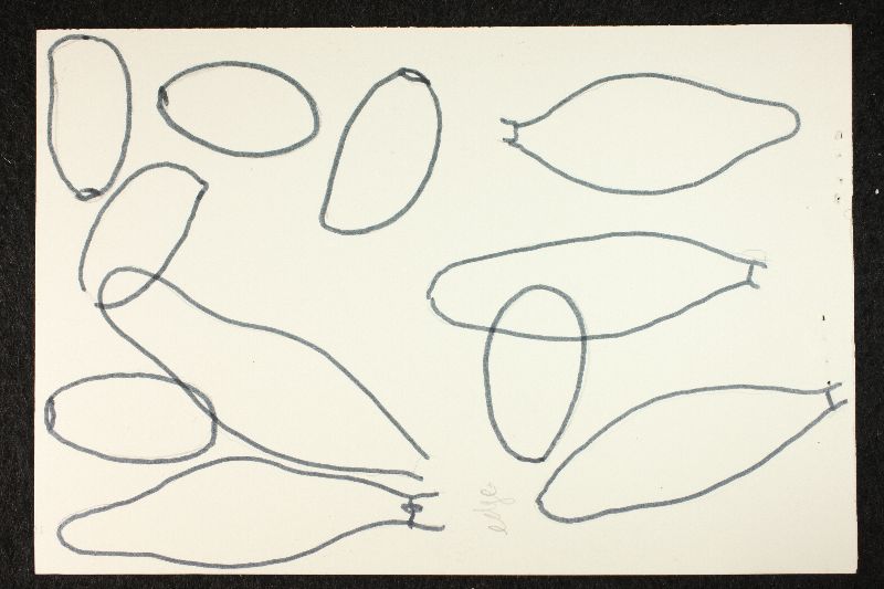 Psathyrella communis image