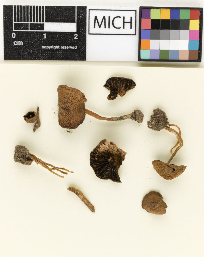 Psathyrella deserticola image