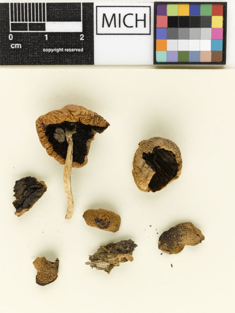 Psathyrella equina image