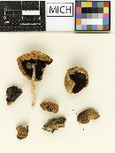 Psathyrella equina image