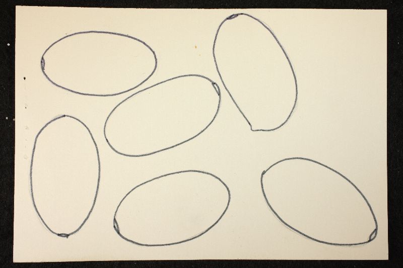 Psathyrella equina image