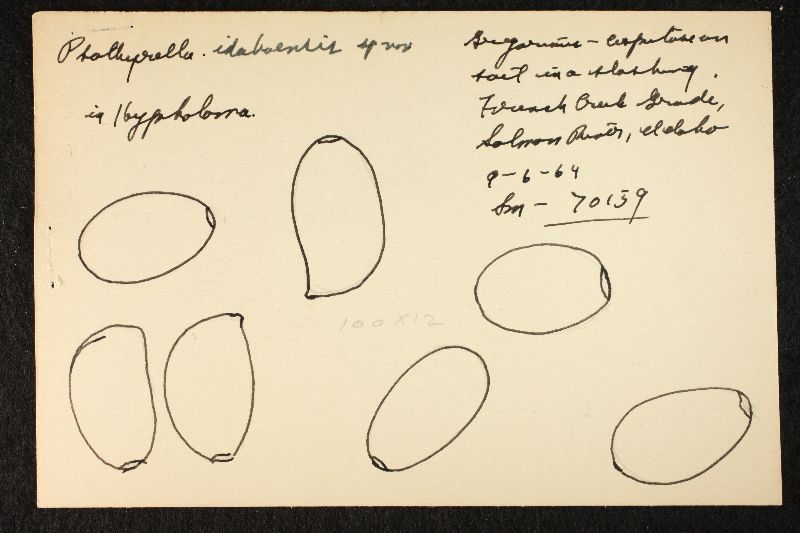 Psathyrella idahoensis image