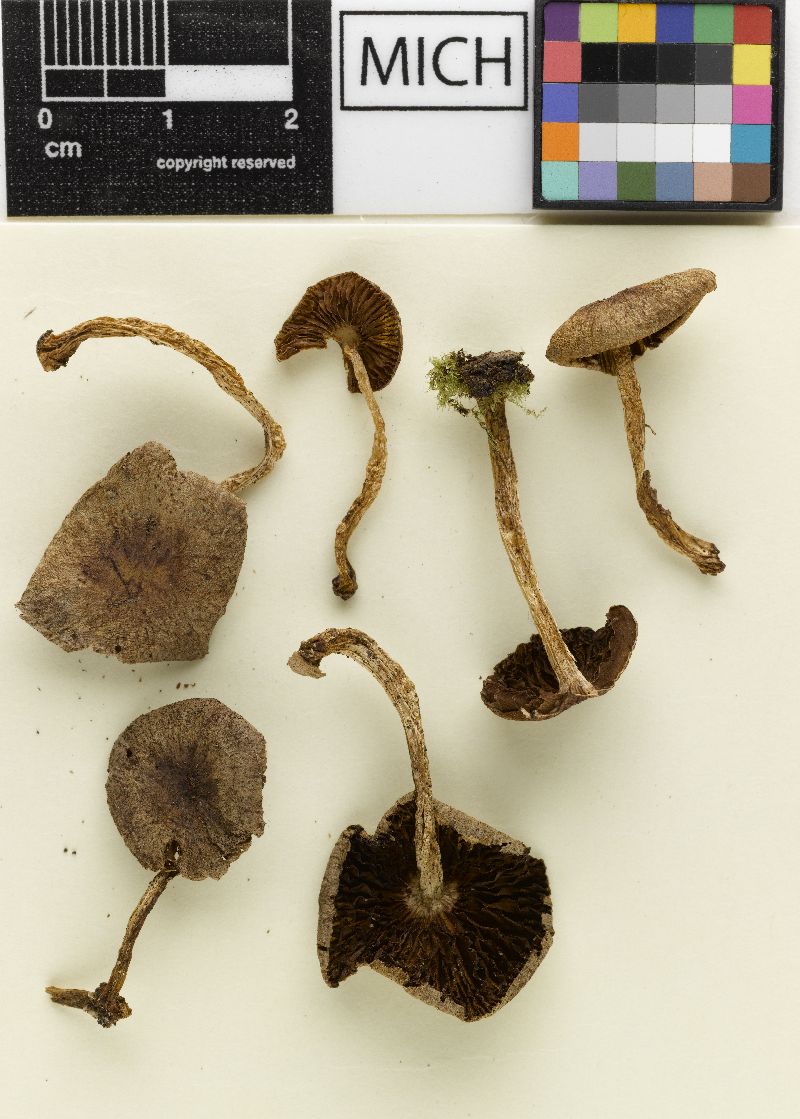 Psathyrella lepidotoides image