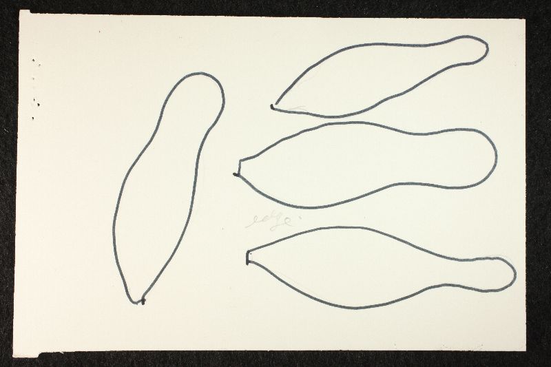Psathyrella lepidotoides image