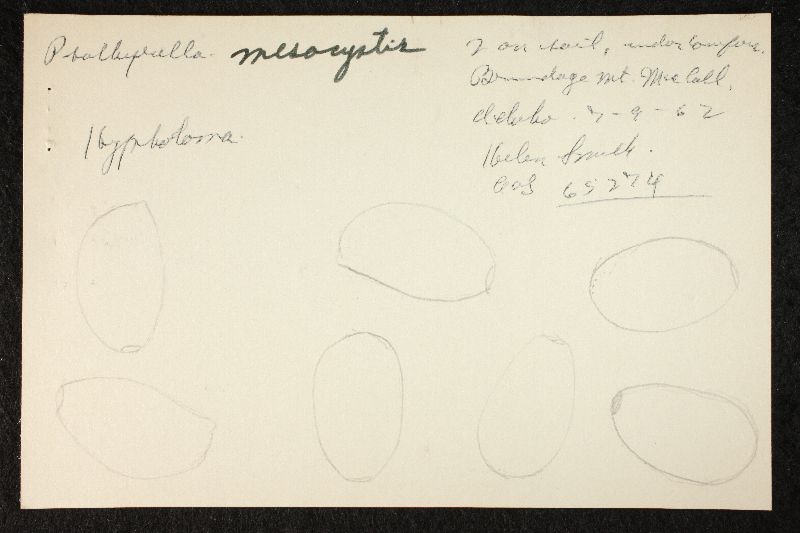 Psathyrella mesocystis image