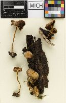 Psathyrella naucorioides image