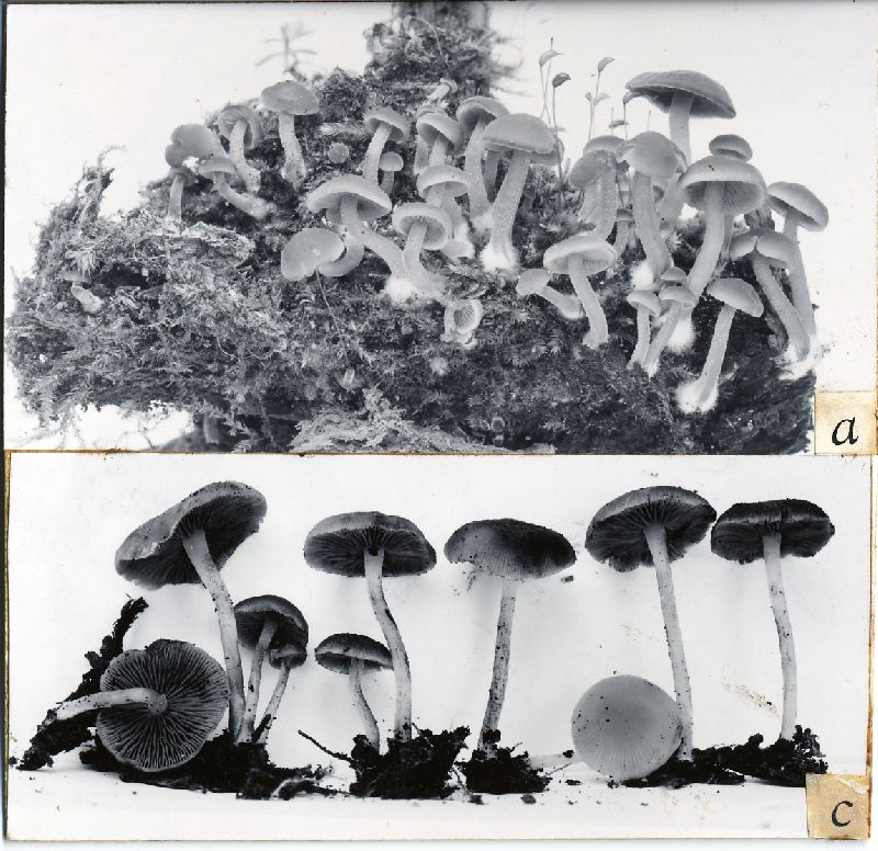 Psathyrella naucorioides image